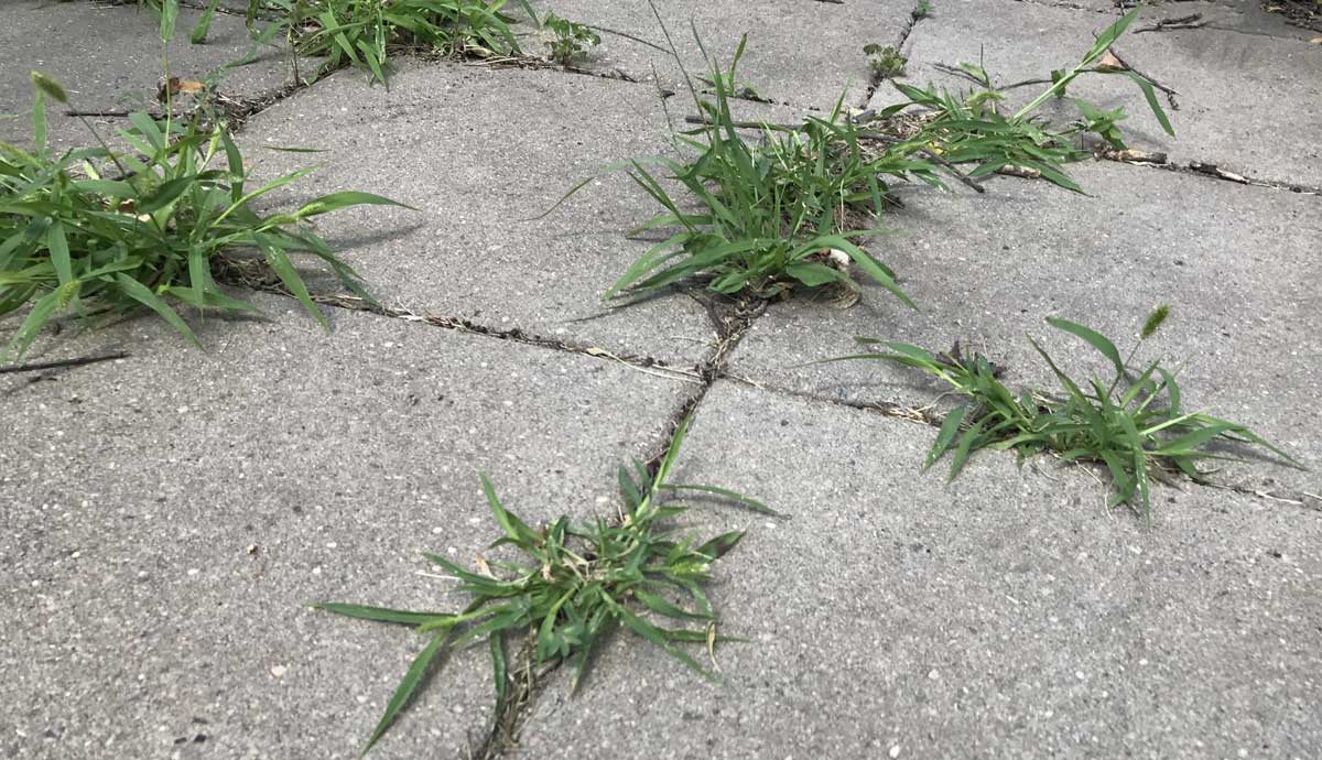 3 Ways to Remove Moss & Weeds from Pavers