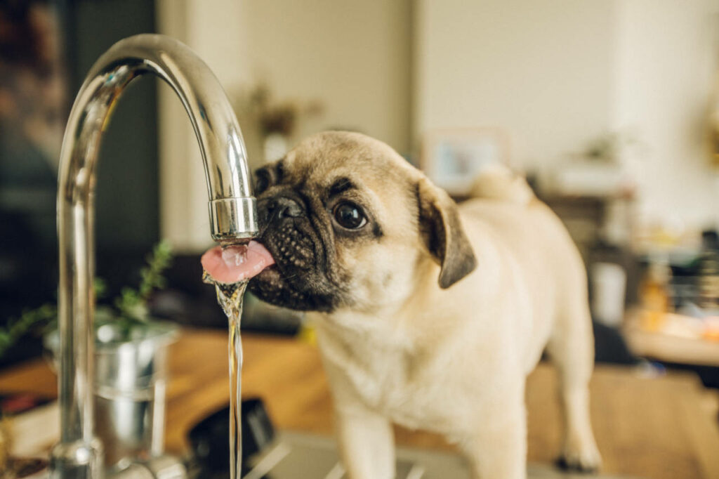 Dog Water Intake Calculator - Inch Calculator