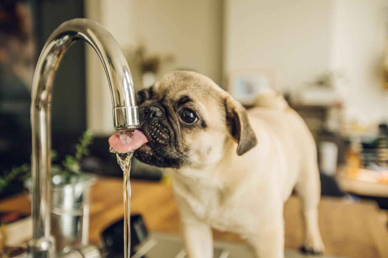 how many litres of water should a dog drink per day