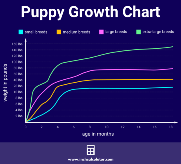 Dog Weight Calculator - How Big Will Your Puppy Get? - Inch Calculator